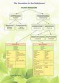 Plant Chart, Rajan Sankaran