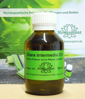 Chara intermedia/Homeoplant