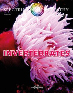 Narayana Verlag: Spectrum of Homeopathy 2021-3, Invertebrates