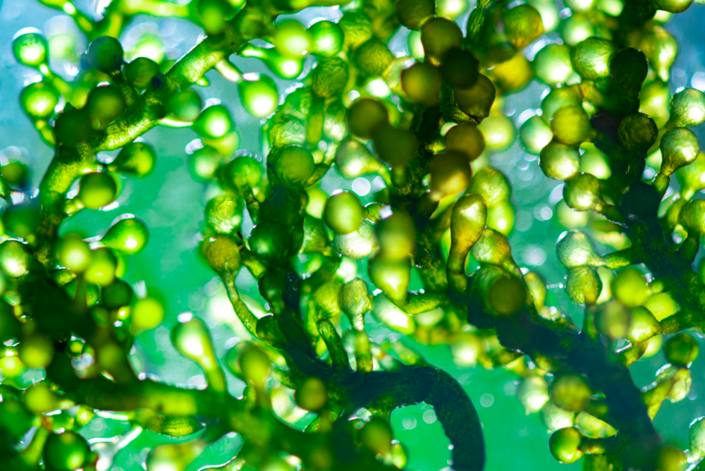 Nahaufnahme von Algen unter Wasser, von hinten beschienen