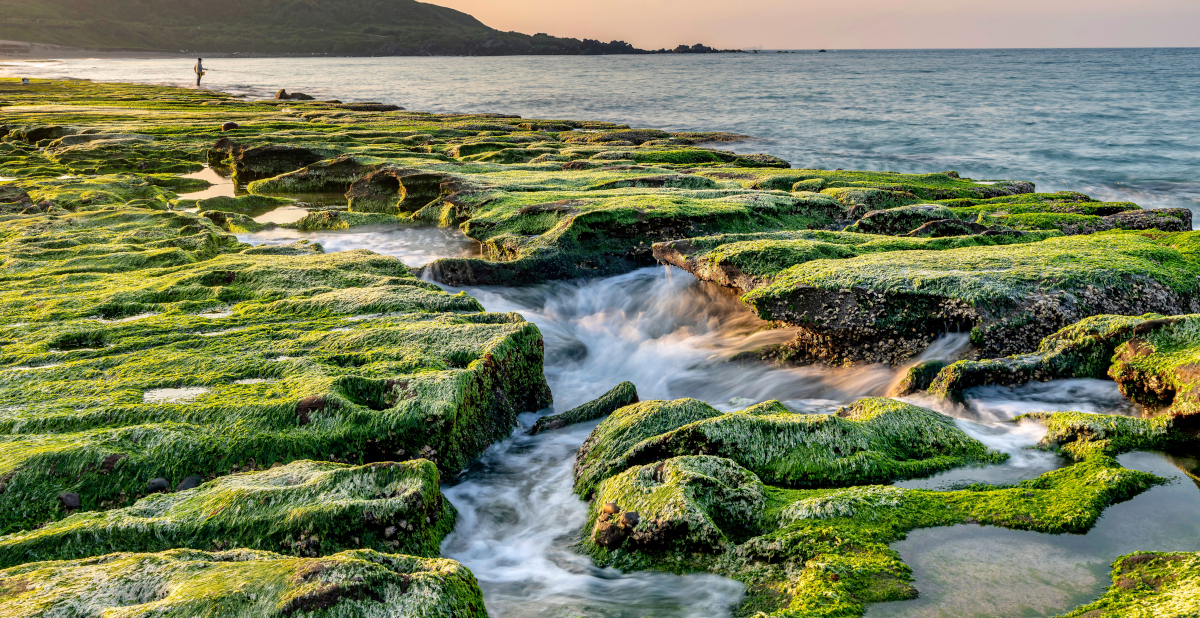 Grün bewachsene Felsen am Meer