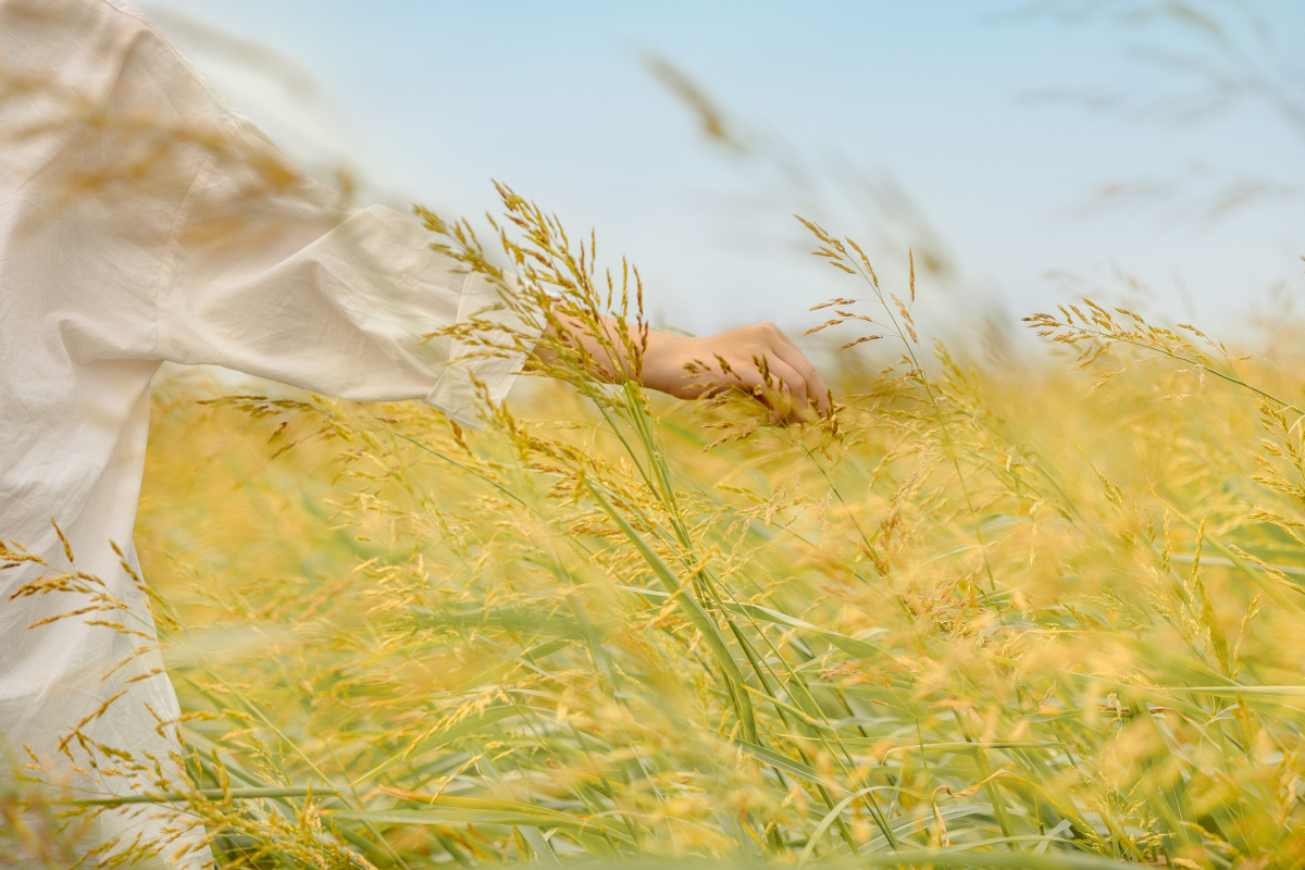 Eine weiß gekleidete Person hält Weizengräser auf einem Feld