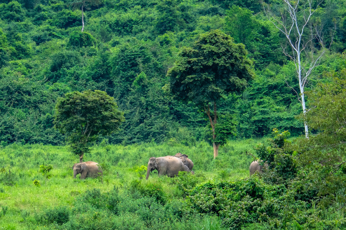 Grasende Elefanten vor einem dichten Wald