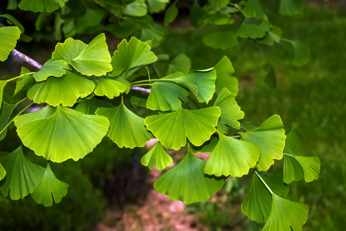 Abbildung: Die fächerförmigen Blätter von Ginkgo biloba