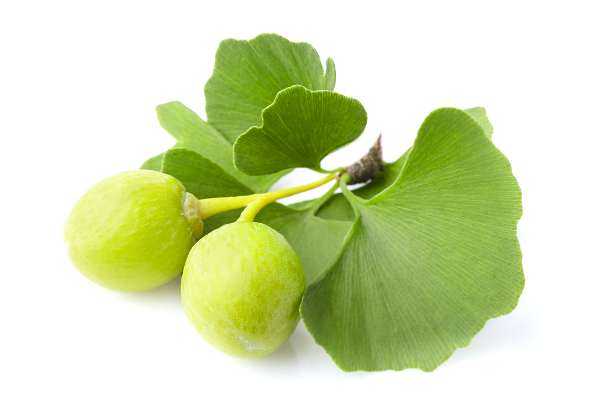 Abbildung: Ein Abschnitt von Ginkgo mit zwei Blättern und zwei grünen, runden Früchten 
