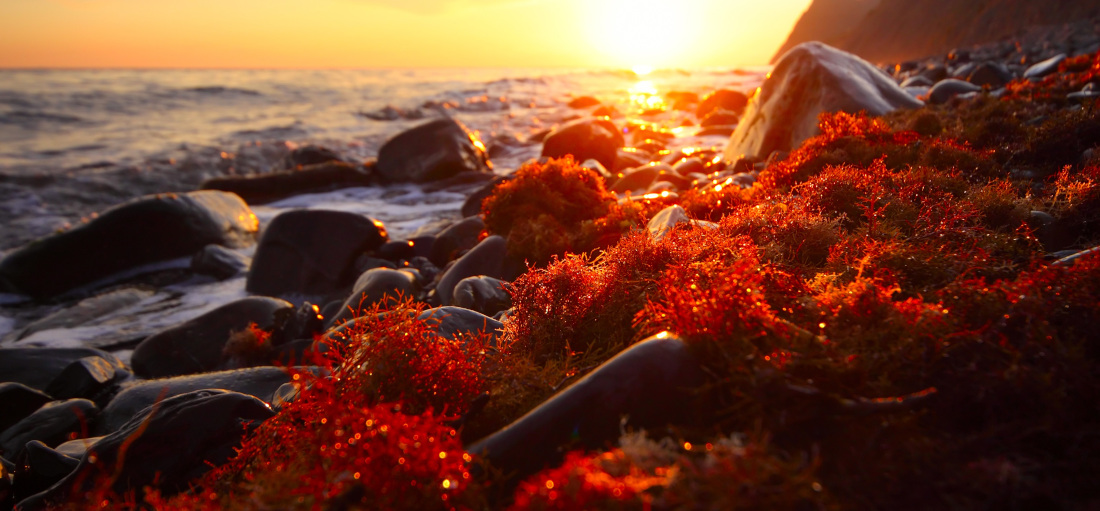 Meeresküste mit glatten, schwarzen Felsen und roten Algen bei Sonnenuntergang