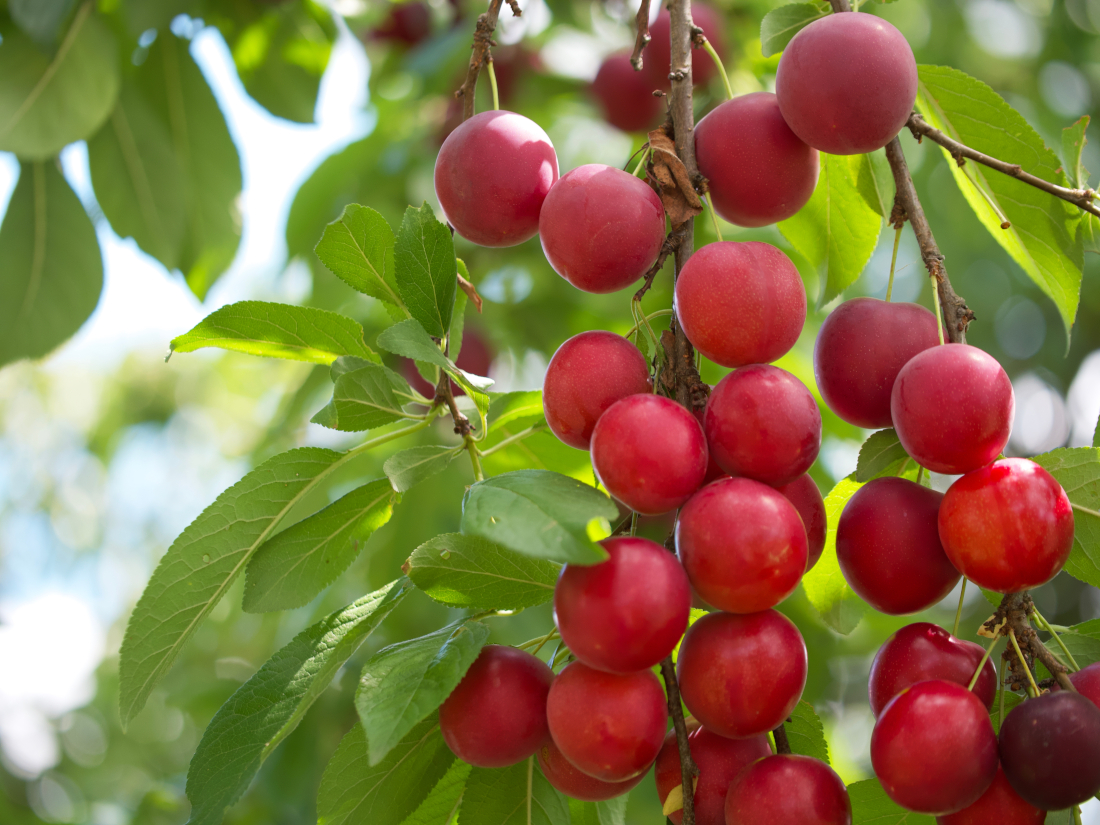 Bild von roten Camu-Camu-Früchten an der Pflanze.