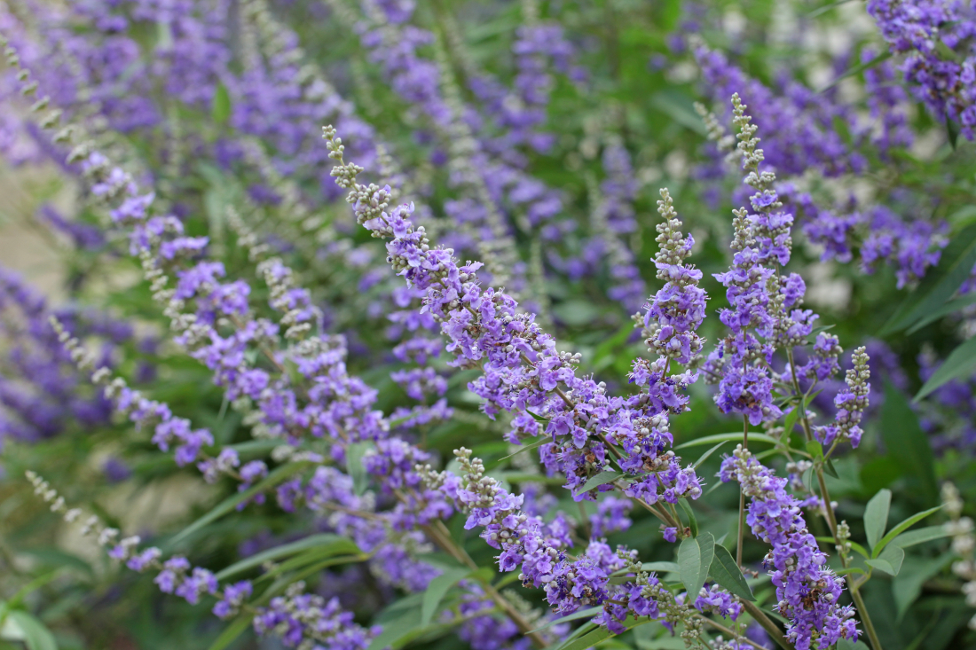Nahaufnahme von Mönchspfeffer mit kleinen violetten Blütengruppen.