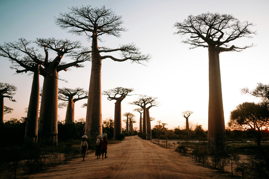 Weg mit Bäumen in Afrika