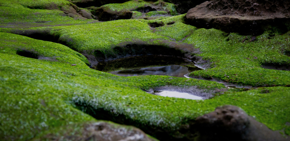 Grüne Algen auf Steinen