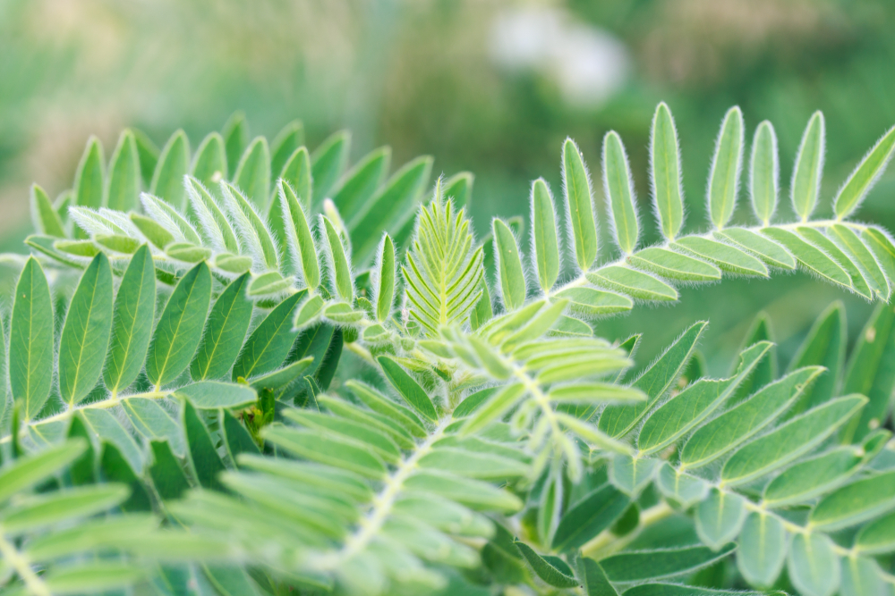 Astralagus: Pflanze mit hellgrünen Blättern mit feinen Härchen am Blattrand.